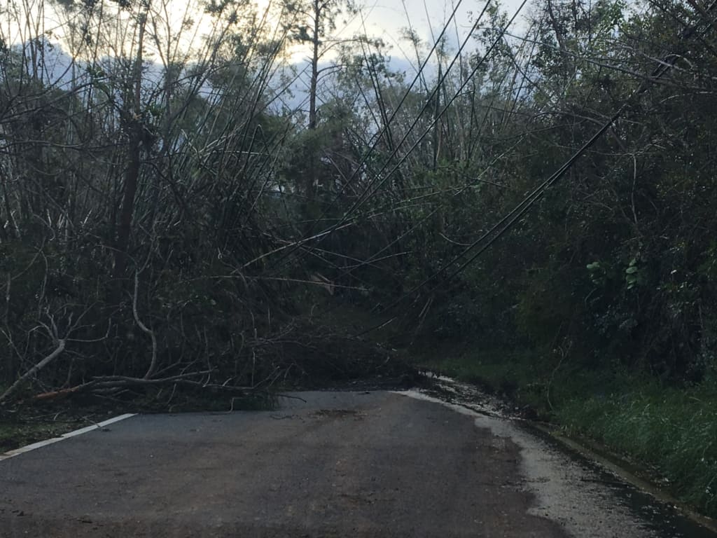 A forest of fallen trees and debris blocks a road.
