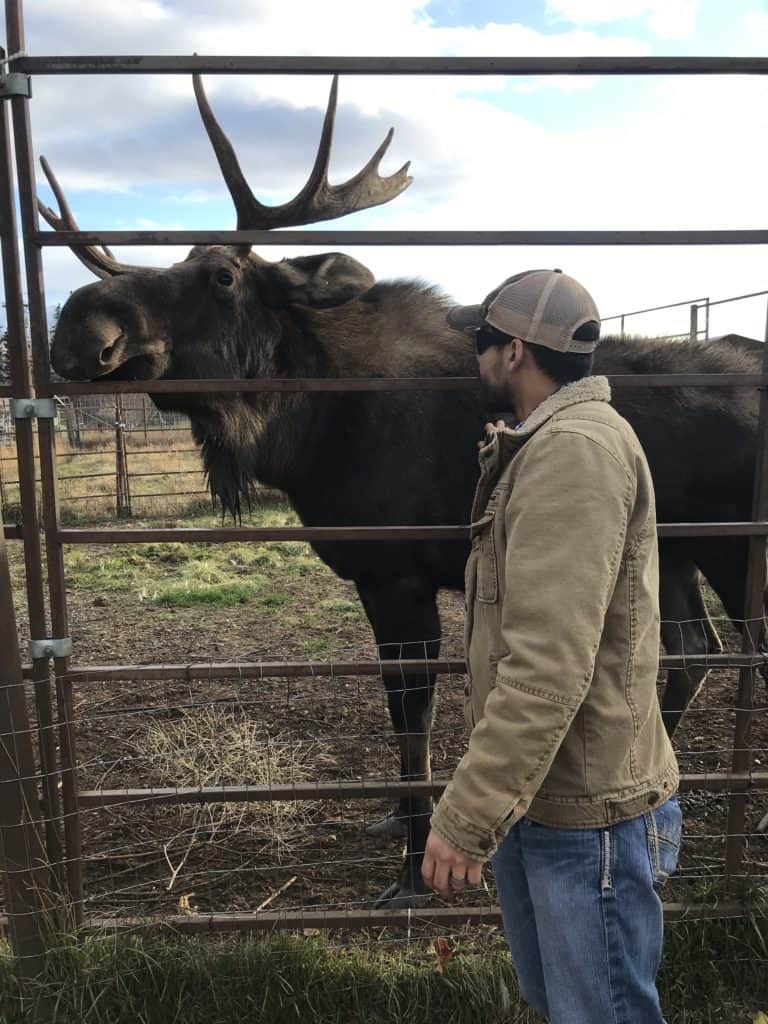 Jarrett pets a moose in a corral. 