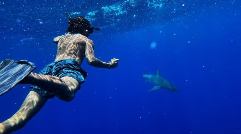 Pierce, snorkels with a shark.