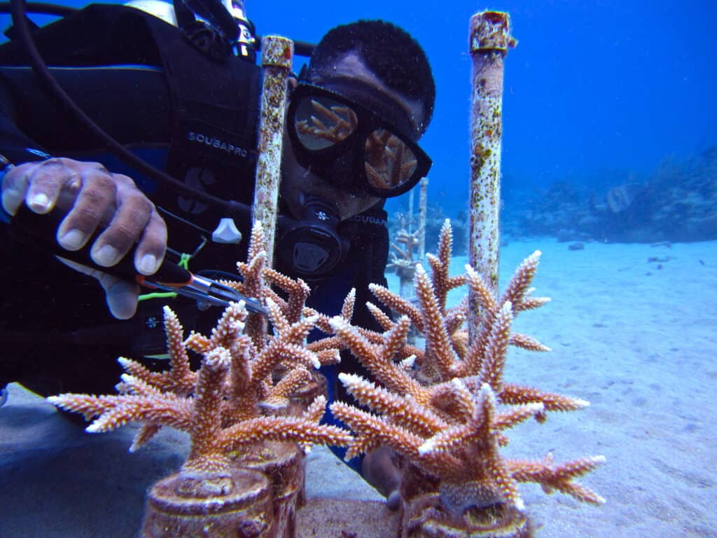Lewis takes a coral sample on the sea floor in SCUBA gear.